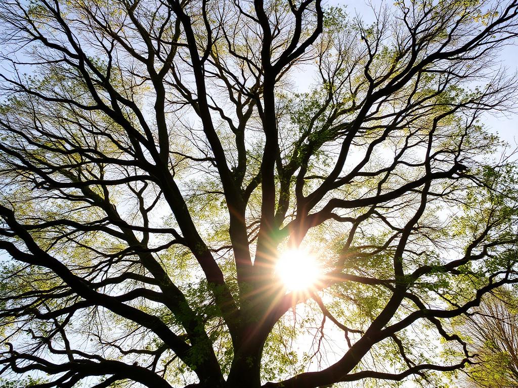 Crown thinning in Trenton NJ